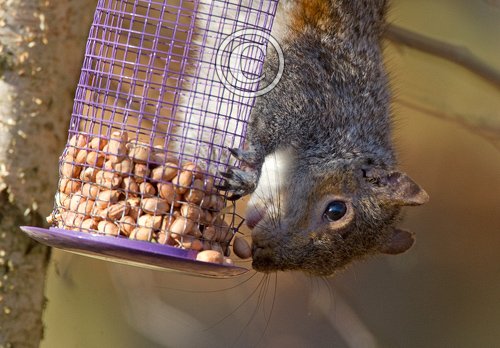 Grey Squirrel on a Bird Feeder 2 DM0343